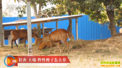 [�Ƽ�Է]Ұ��������ô���������ն������������Ӹ�����Ƶ