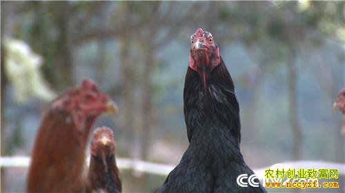 [�¸���]��ɽ���������� ��δ�������Ԫ������ 20190311