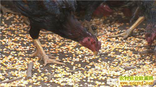 [�¸���]��ɽ���������� ��δ�������Ԫ������ 20190311