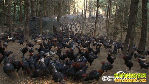 [�¸���]��ɽ���������� ��δ�������Ԫ������ 20190311