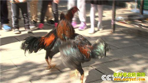 [�¸���]��ɽ���������� ��δ�������Ԫ������ 20190311