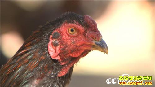 [�¸���]��ɽ���������� ��δ�������Ԫ������ 20190311