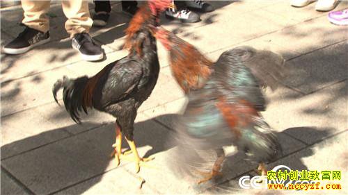 [�¸���]��ɽ���������� ��δ�������Ԫ������ 20190311