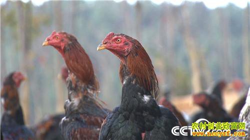 [�¸���]��ɽ���������� ��δ�������Ԫ������ 20190311