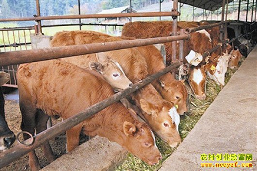 ţ��۸���ô�ߣ�Ϊɶ��ֳ��ȴ������ţ����ţ��׬Ǯ��