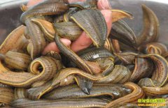 ������ֳˮ�Σ���ҩ��ˮ����ֳ������ҩ���г�����ˮ�μ۸�