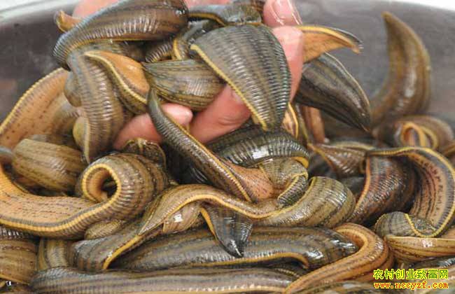 ������ֳˮ�Σ���ҩ��ˮ����ֳ����������ˮ�μ۸�