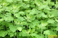 ������ʲôҩ����Ǯ׬���Ƽ������ҩ��Ʒ��