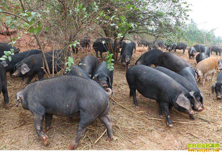 ������׬Ǯ�𣿰���̫������ǿ��̬�������������塱��������