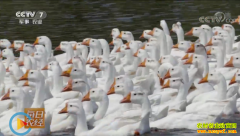 [ÿ��ũ��]������Ϊ��Ԭ������ֳéɽ�϶�Խ±Խ��