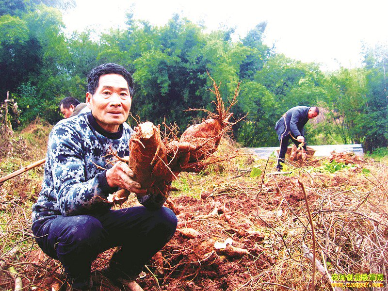 ��ֲ���׬Ǯ���Ĵ�������������ֲ�۸�Ķ��5000Ԫ