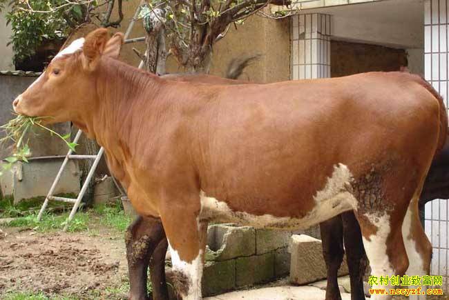 ������ֳ��Ŀ ��չ������ͼ-��ֳ��ţ