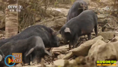 [ÿ��ũ��]�Ĵ������أ���ɽ��Ϊʲô�۸��