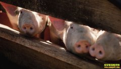 21ʡ�ݷ��������������������ũҵũ�岿��ȫ����������������ҵ