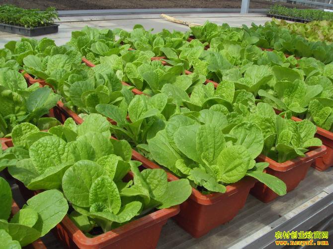 ɽ��ƽԭ���������ֲ�����߲�Ч�治һ��