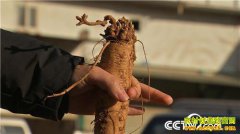 [�¸���]�����������޽�����ֲ���η����ᡱ��������ǧ��