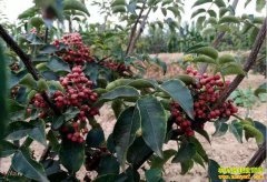 ������ˮ�س�������ֲ�޴̻��������¸�·