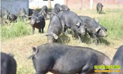 �ӱ�ƽɽ����������������������һ������·