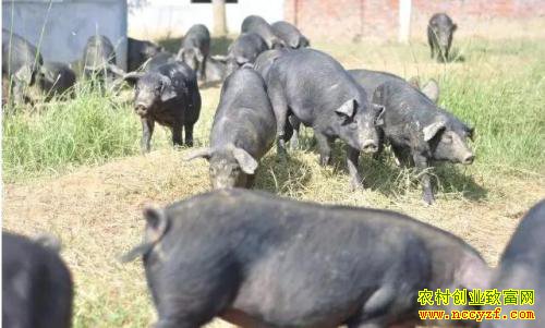 �ӱ�ƽɽ����������������������һ������·