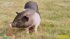 [ÿ��ũ��]�㶫��Ϫ�ۺ��壺���������� ȫ��ס����