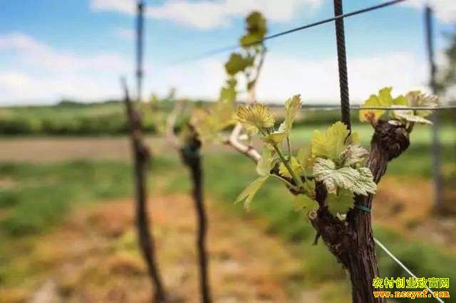 ���ѵ����׷���ˣ�������ƽ��ǿ��������ũ�¸�