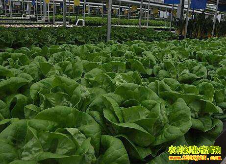 ������ֲʲô��׬Ǯ���Ƽ��ĸ���ͥ��ֲ�¸���Ŀ