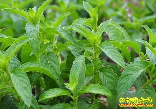 ������ֲʲô��׬Ǯ���Ƽ��ĸ���ͥ��ֲ�¸���Ŀ