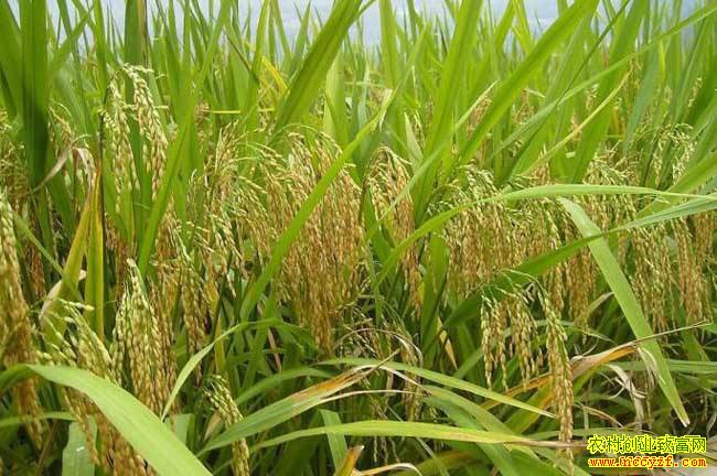 ������ֲʲô��׬Ǯ���Ƽ������ͥ��ֲ�¸���Ŀ