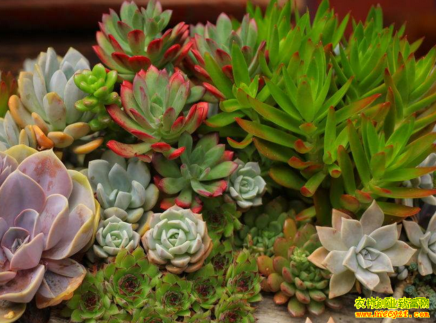 ������ֲʲô��׬Ǯ���Ƽ��ĸ���ͥ��ֲ�¸���Ŀ