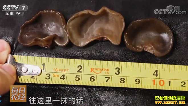 [ÿ��ũ��]�������ݣ�����ˮ��ʱ�ĺ�ľ������Ч���