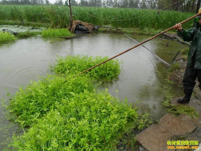 ��Ұ��׬Ǯ����ЩҰ���˹���ֲǰ����-ˮ�۲�