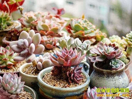 ��ֲ����׬Ǯ�𣿶���ֲ���г���δ���� Ͷ���ֶ����������