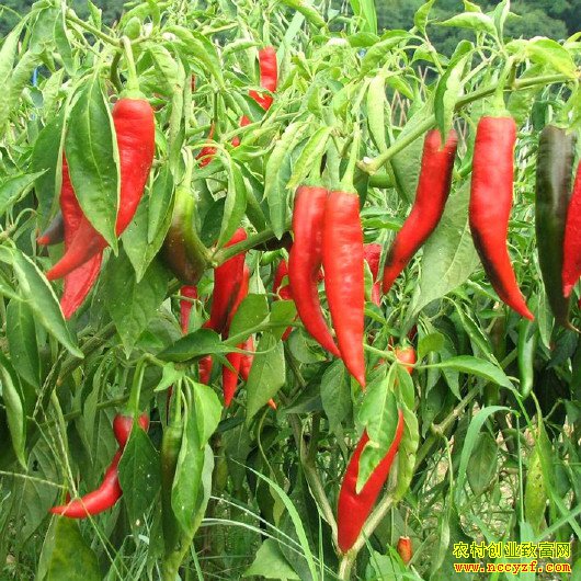 �����۸��ǳ�80% ����Ҫ��Ҫ����������