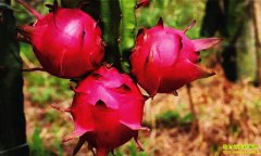 ��������ֲ�������𣿱��������������������Ҫ��