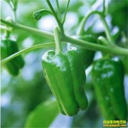 ���������۸����ǽ����� �����ũ˳�Ƴ���