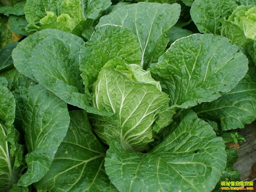 �ӱ����ز���ΰ�����С��ֲ� ��˳�С���Ǯ