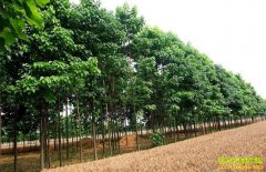 ��ľ��ҵ�̻����� ��������ľǰ������