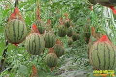 ���ϻ���κ���Է��紴ҵ��ֲС���ϳɾʹ�����