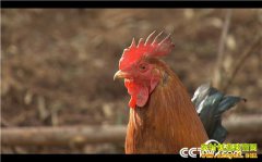 [�¸���]�㽭���κ��s�Ľ�ɽ���������۸�