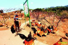 �Ĵ�������������԰����һ�ٶ��