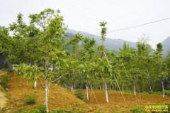 ���������ش�������ɽ�ֺ�����̬�ָ���