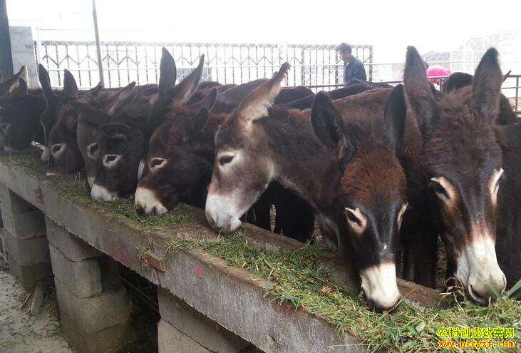 ��������Ϊ��ũ���˲���¿��