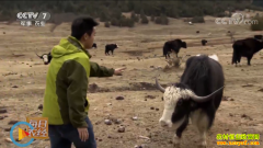 [ÿ��ũ��]ǰ���Ǻ���ѩ���ĺ�ͷ����ֳЧ���