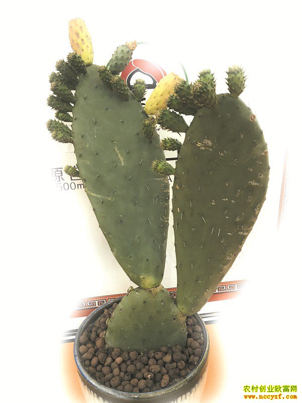 �Ĵ�����һ�ƴ�������ֲ�����ƣ��������ɼӹ�