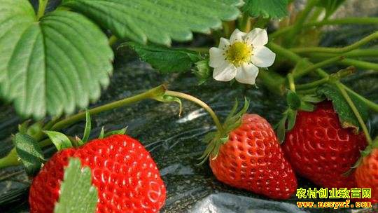 ��ݮ�۸񴥵� ����ֲ��ʽ����Ʒ��Ч���