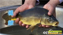 [�¸���]�Ĵ�ͨ������־�ջ��紴ҵ��ˮ��������ǧ��Ԫ