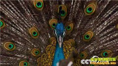 [�¸���]����������С��֣�������ȸӮ�òƸ��Ͱ���