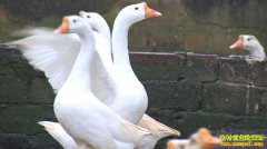 [�¸���]����潭�䰲�Ӵ�ְ��������3000��Ԫ