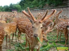 ���϶������ƽ�����ֳ÷��¹�¸�����Ѱ����¹��