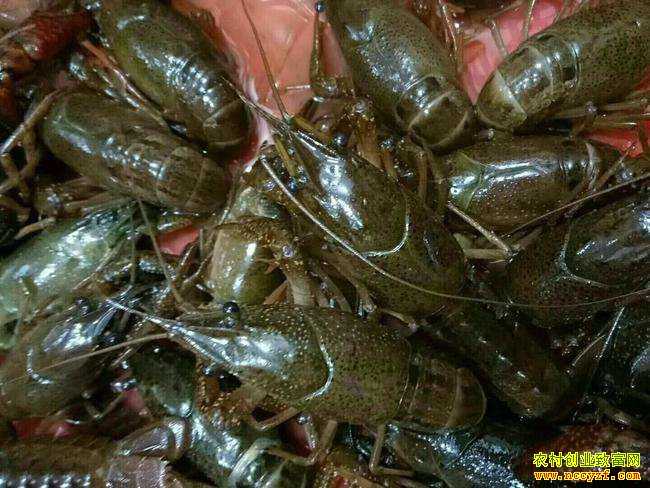 2019�����С��Ϻ�۸�����